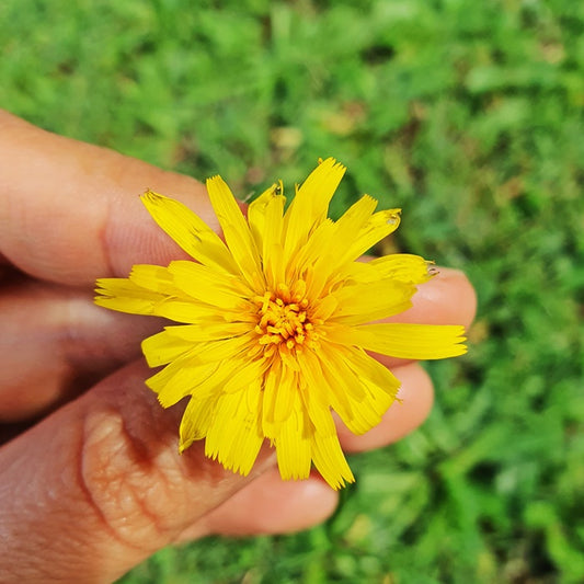 Dandelion