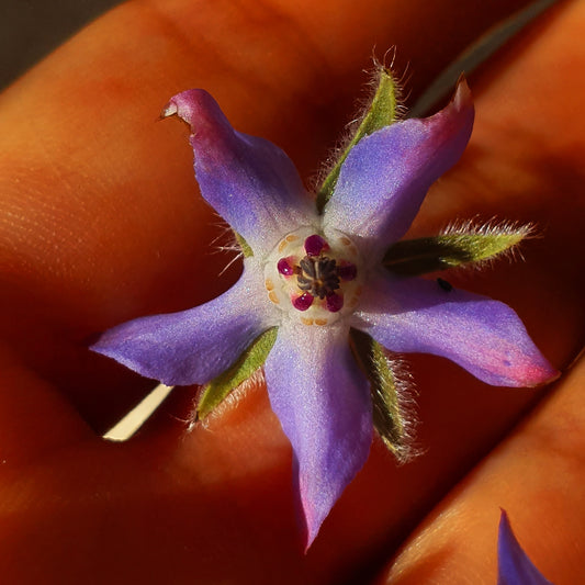 Borage