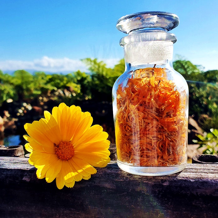 Calendula