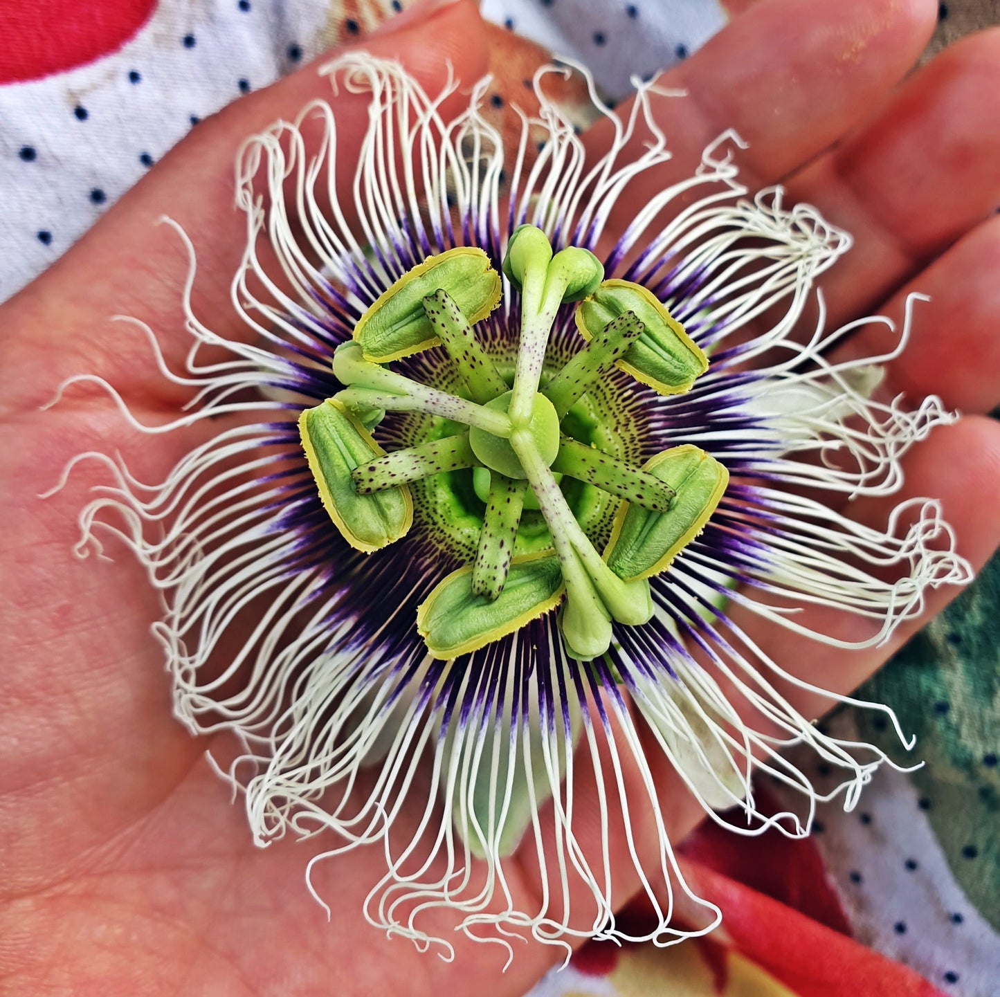 Passion Flower