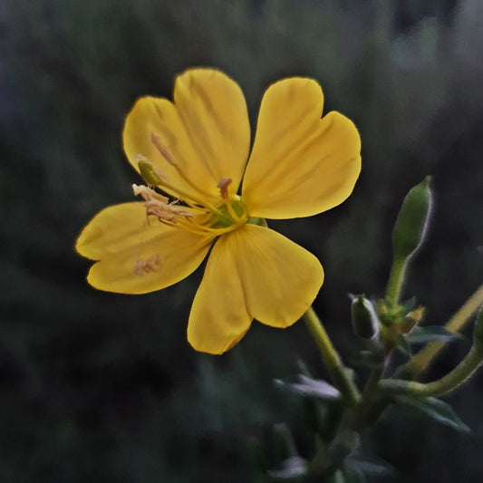 Evening Primrose