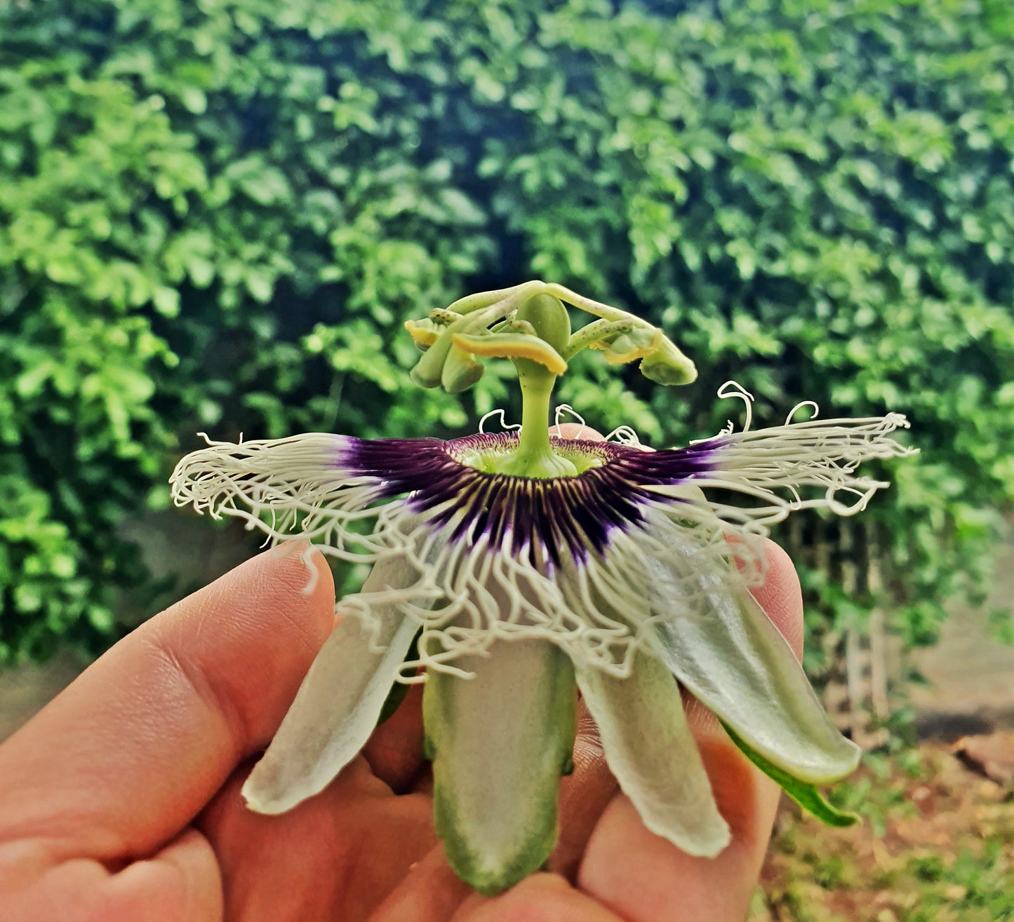 Passion Flower